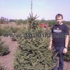 picea_abies (5)